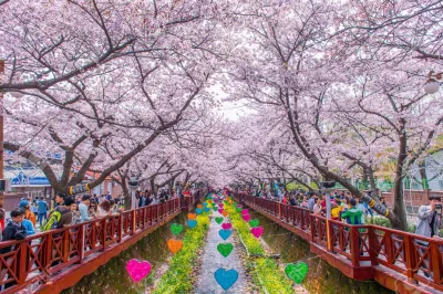 Thưởng thức mùa xuân Hàn Quốc